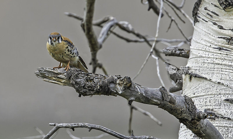 美洲红隼(Falco sparverius)是北美体型最小、最常见的隼。黄石国家公园，怀俄明州。